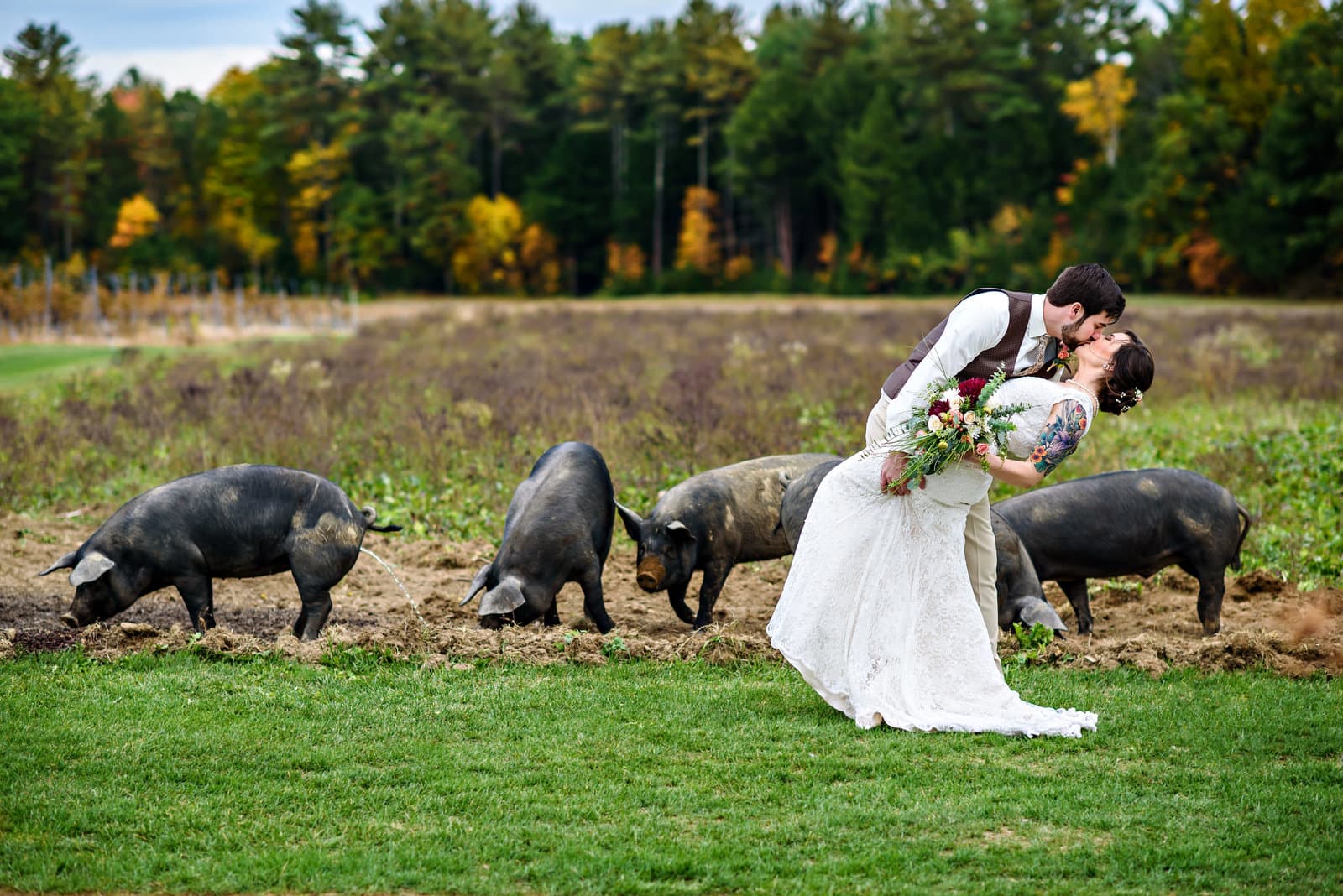 A couple kissing in a field surrounded by pigs at a farm wedding